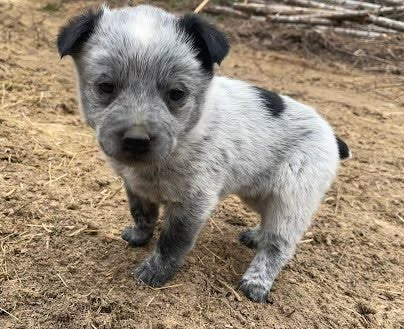 Red & Blue Heeler Puppies