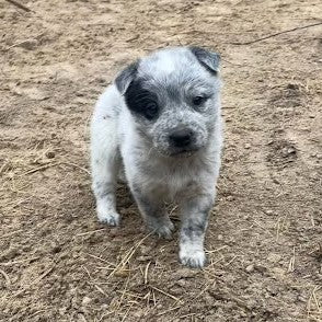 Red & Blue Heeler Puppies