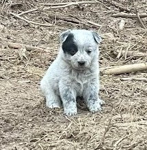 Red & Blue Heeler Puppies