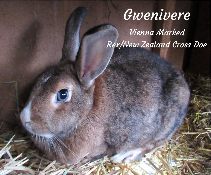 Vienna Rex / New Zealand Junior Doe