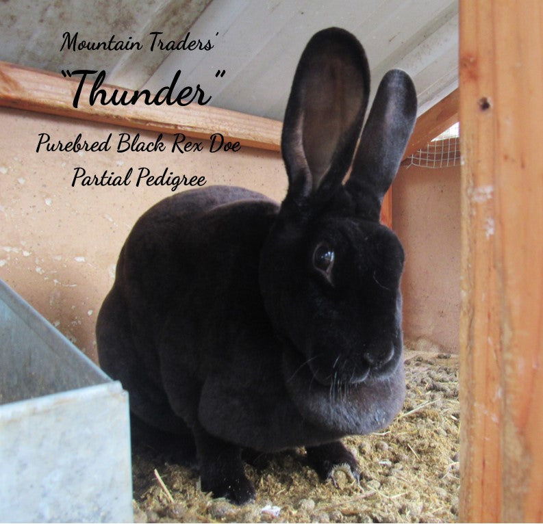 Thunder's Litter - Purebred Rex Rabbits - Full Pedigree