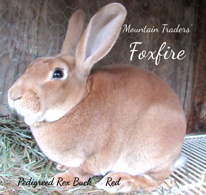 "Foxfire" - *Proven* Red Rex Buck