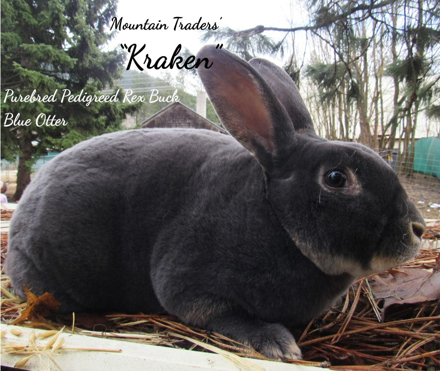 Thunder's Litter - Purebred Rex Rabbits - Full Pedigree