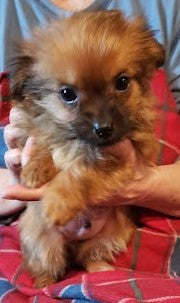 Yorkie Puppies