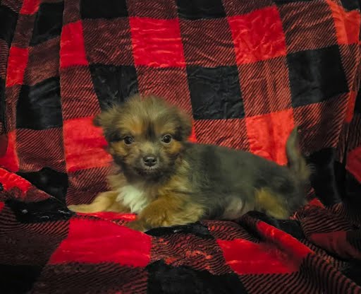 Yorkie Puppies