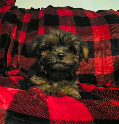 Yorkie Puppies
