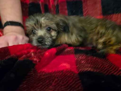 Yorkie Puppies