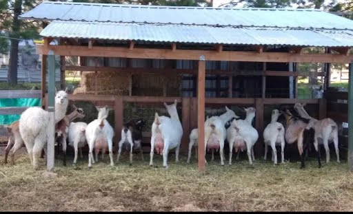 Masters Creamery Fresh Raw Goat's Milk