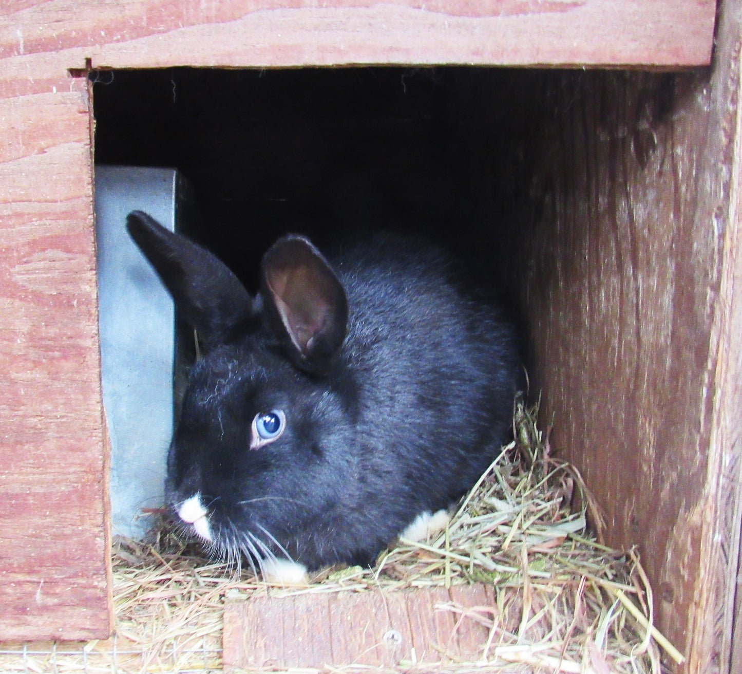Vienna Rex / New Zealand Junior Doe