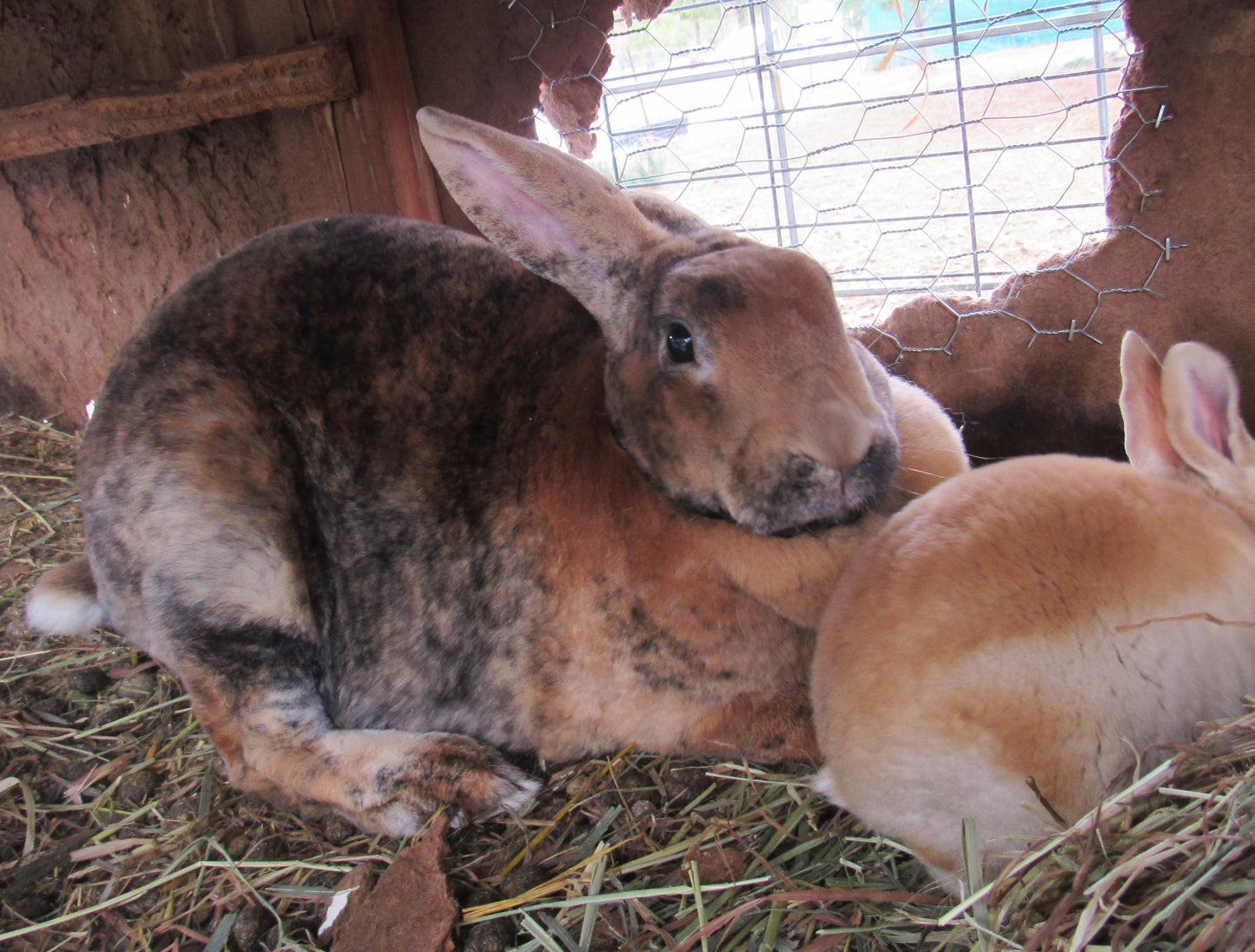 "Tiger Lily" - *Proven* Harlequin Purebred Rex Doe