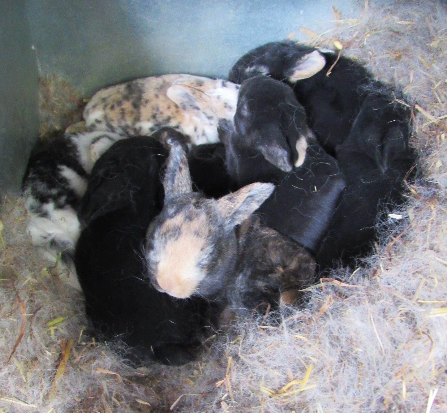 Autumn's Litter - Purebred Rex Rabbits - Partial Pedigree