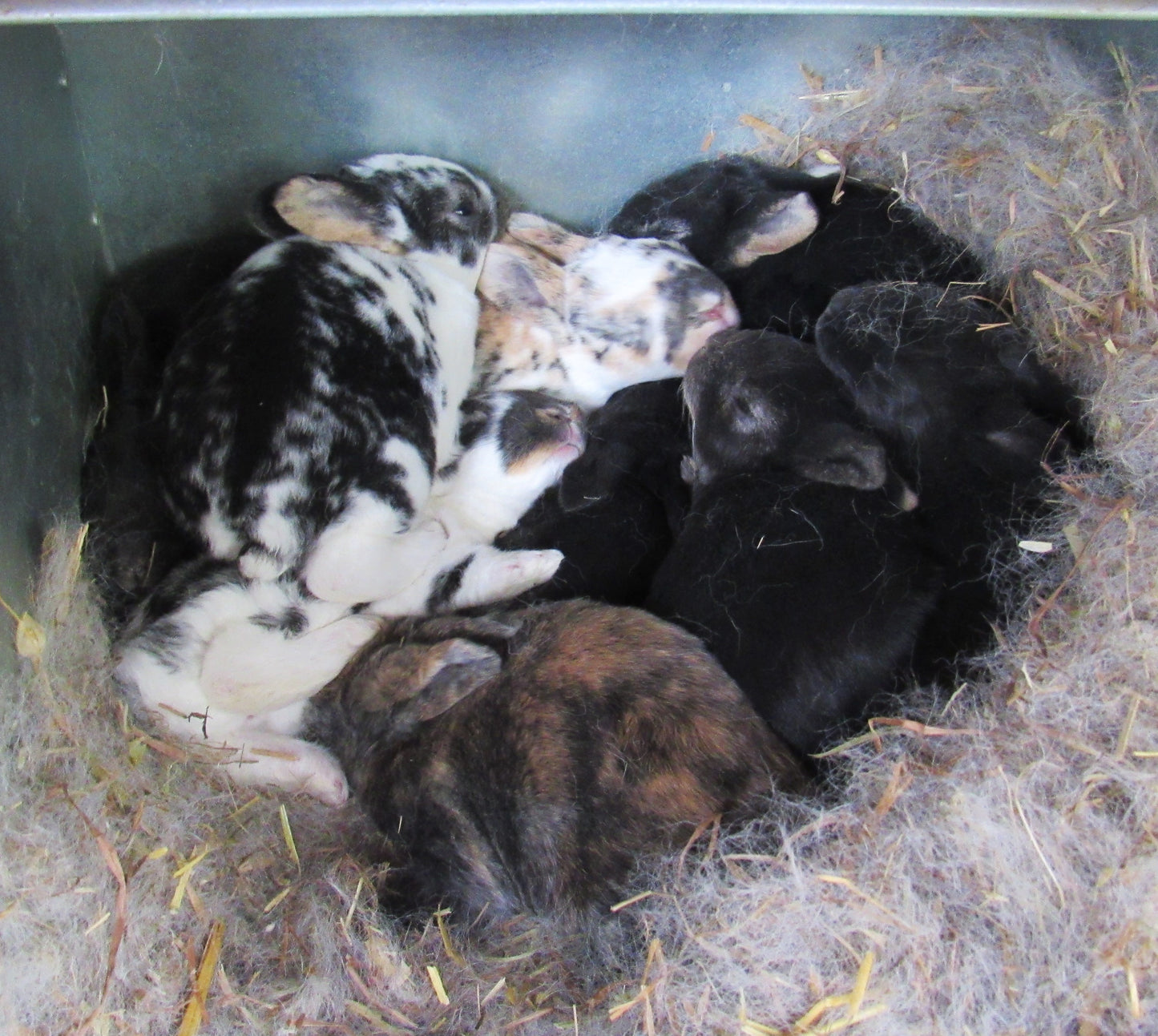 Autumn's Litter - Purebred Rex Rabbits - Partial Pedigree