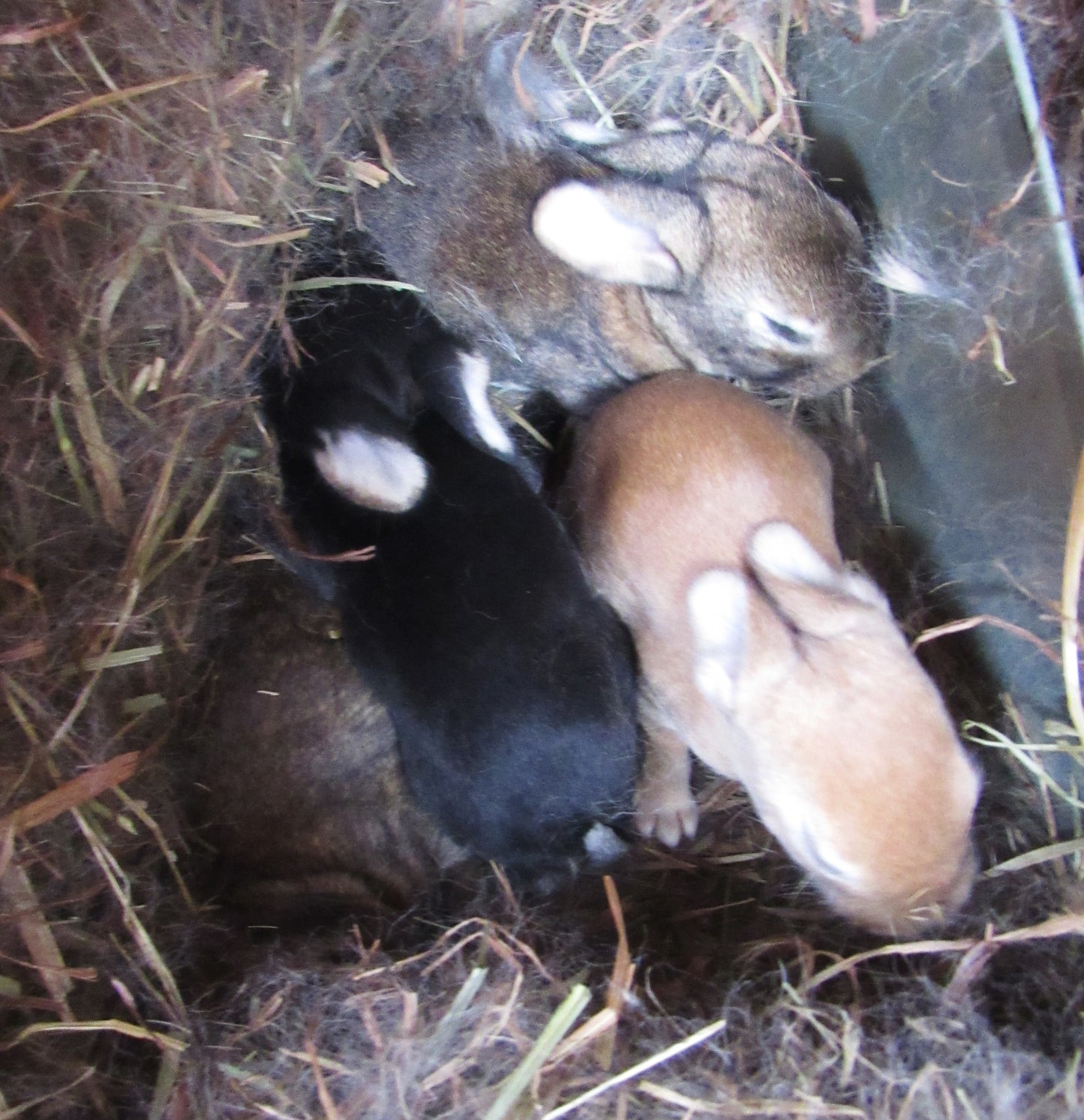 Hazel's Litter - Purebred Rex Rabbits - Full Pedigree