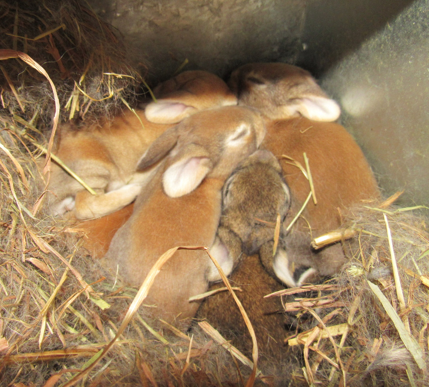 Hazel's Litter - Purebred Rex Rabbits - Full Pedigree