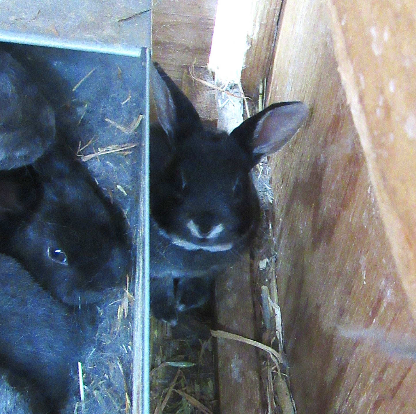 Thunder's Litter - Purebred Rex Rabbits - Full Pedigree