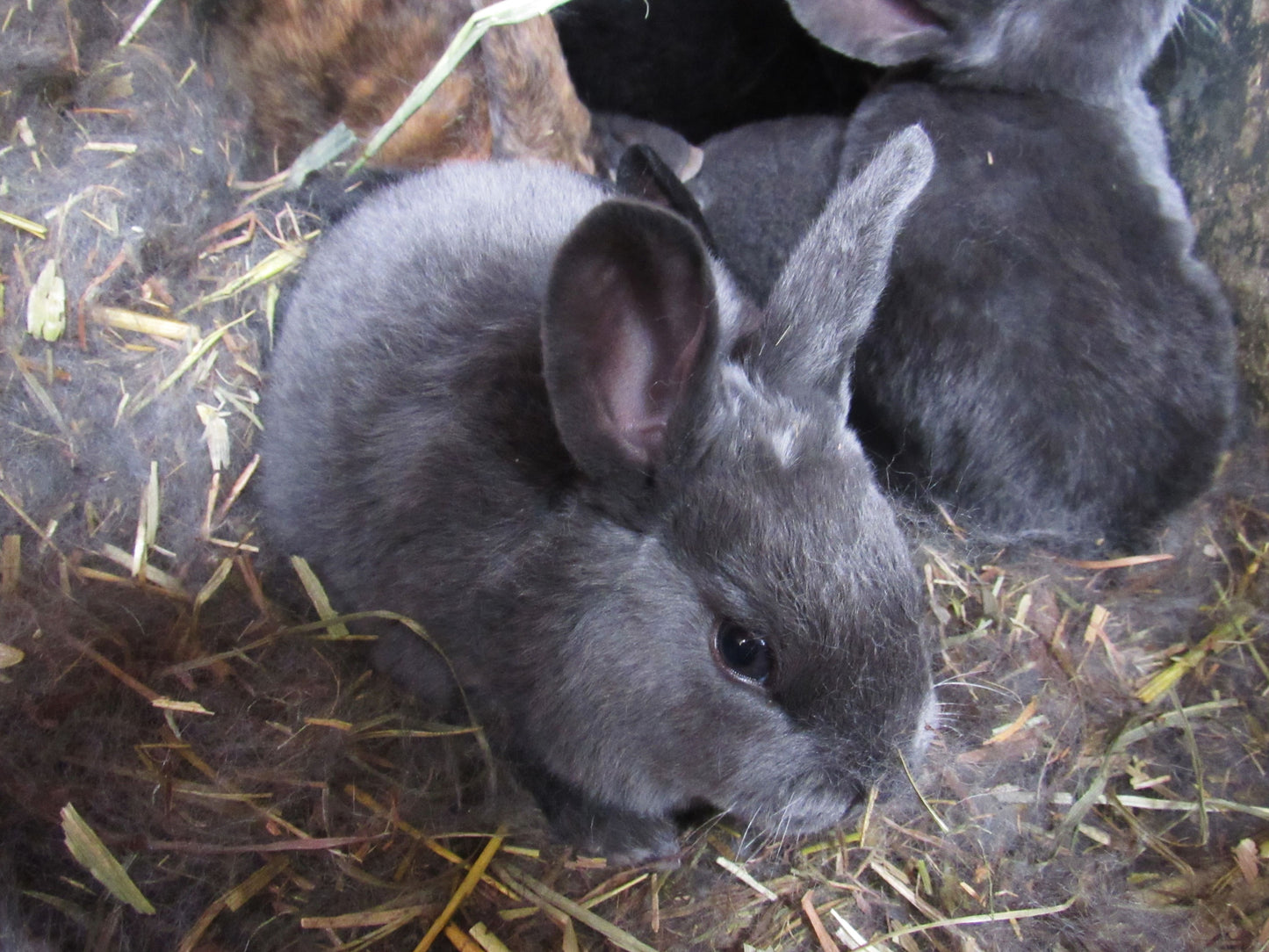 Thunder's Litter - Purebred Rex Rabbits - Full Pedigree
