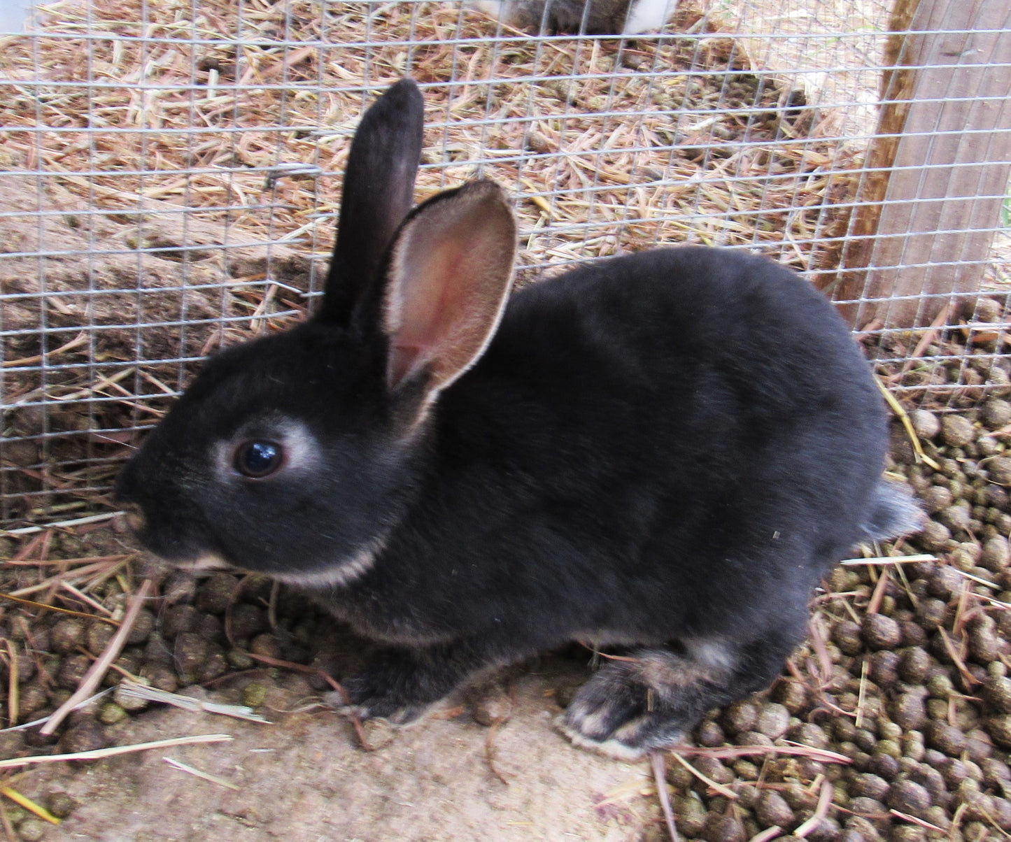 Autumn's Litter - Purebred Rex Rabbits - Partial Pedigree