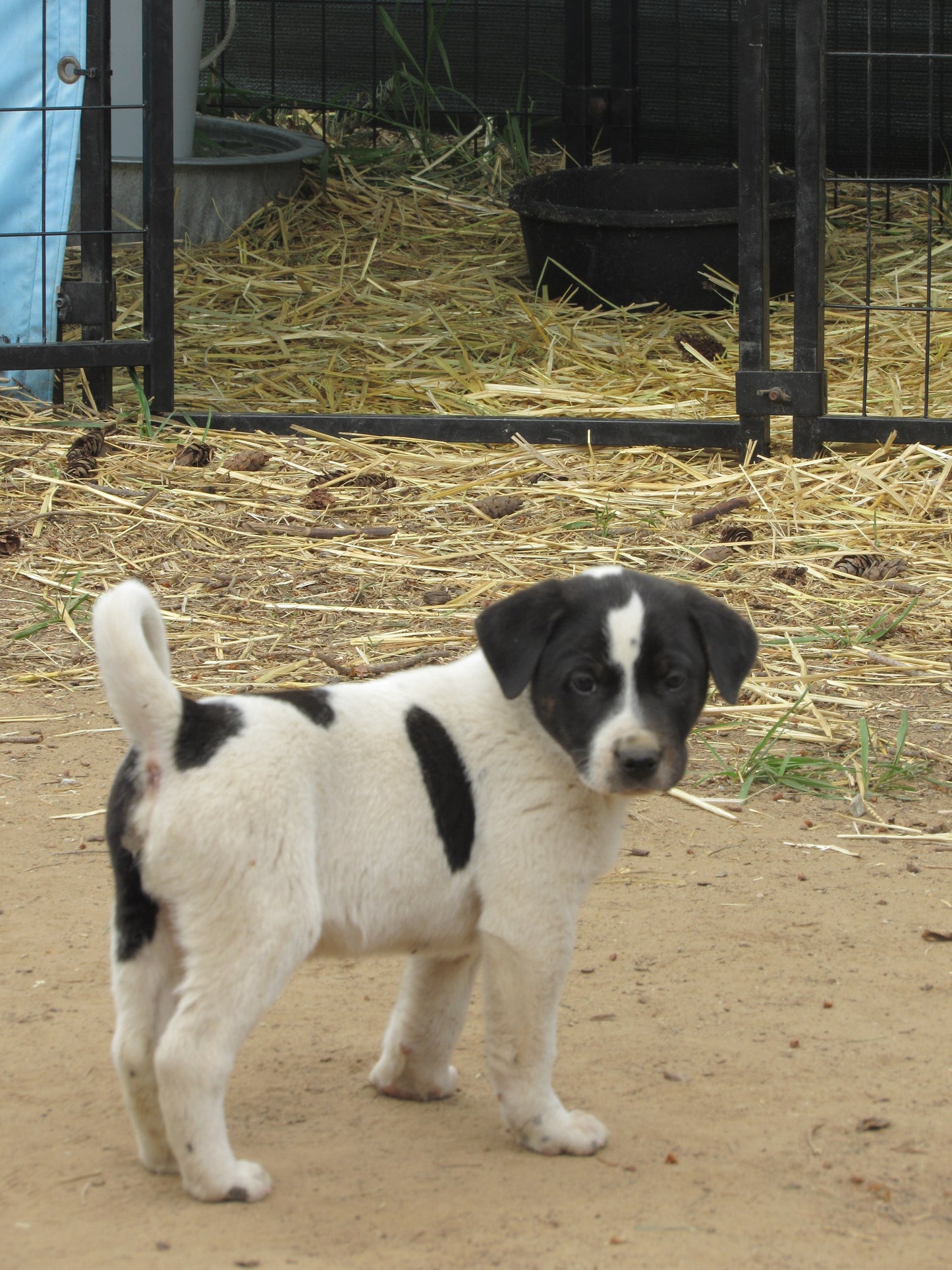 Great Pyrenees / Anatolian Shepherd Puppies