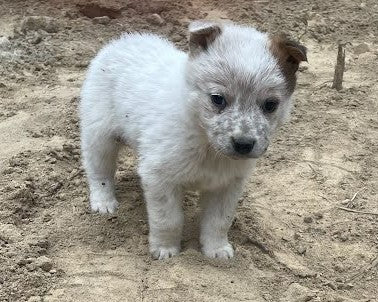 Red & Blue Heeler Puppies