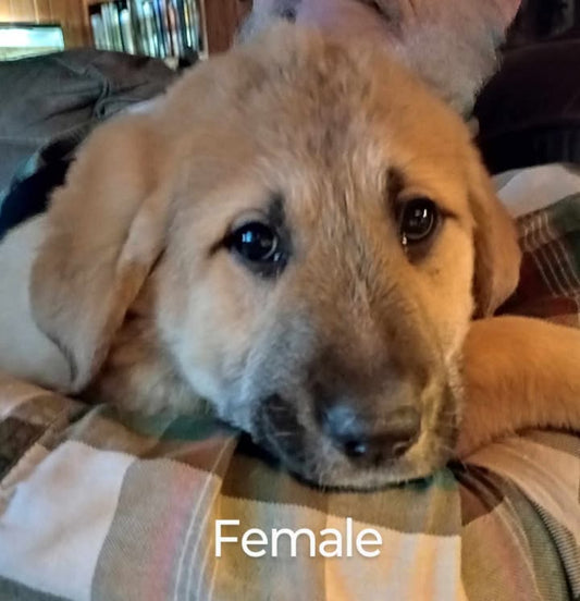 Great Pyrenees / Anatolian Shepherd Puppies