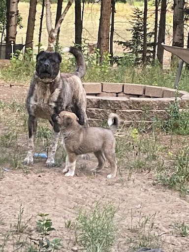 AKC Anatolian Shepherd Puppies