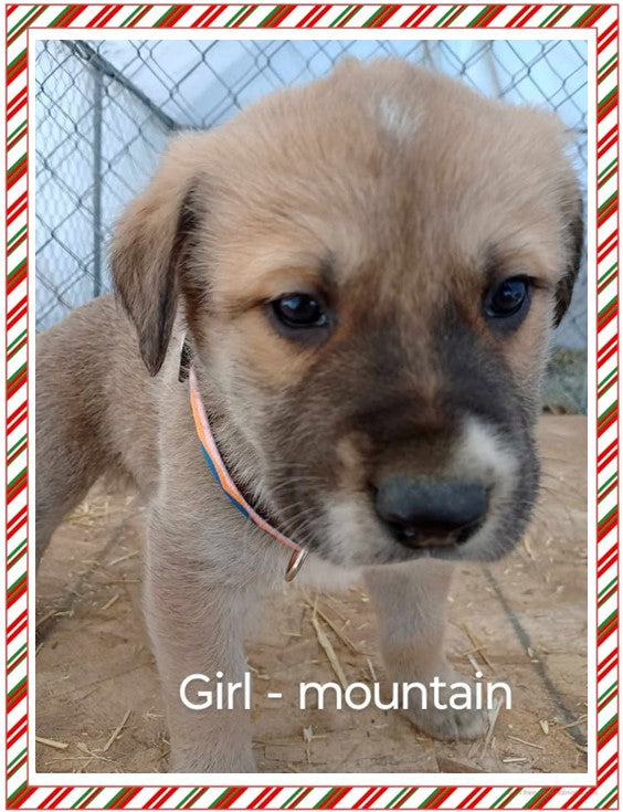 Great Pyrenees / Anatolian Shepherd Puppies