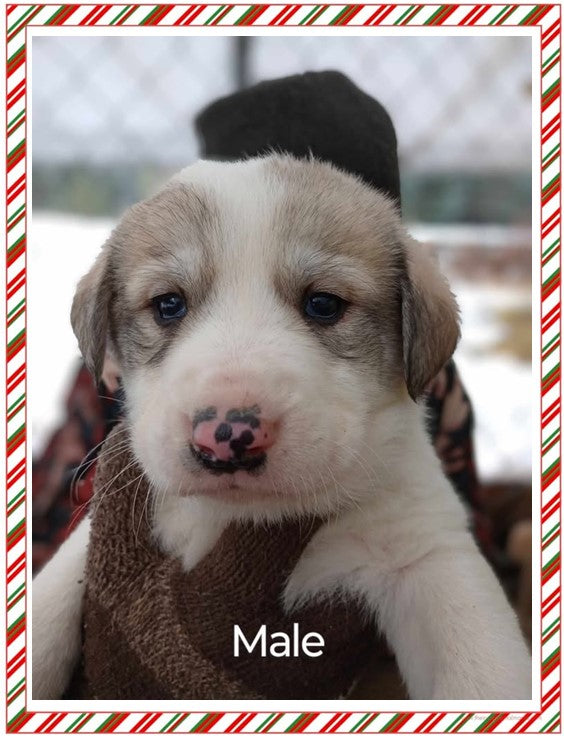 Great Pyrenees / Anatolian Shepherd Puppies