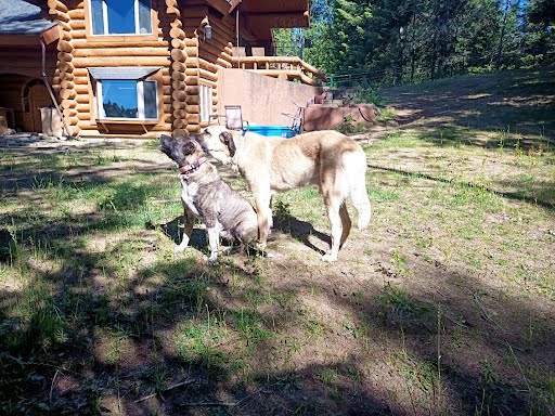 AKC Anatolian Shepherd Puppies