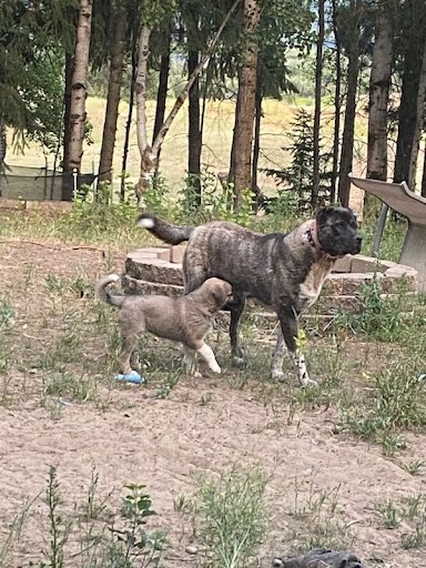 AKC Anatolian Shepherd Puppies