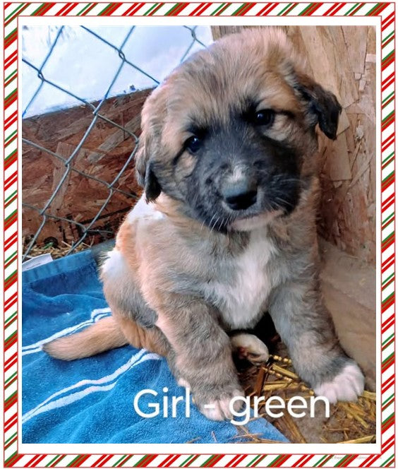 Great Pyrenees / Anatolian Shepherd Puppies