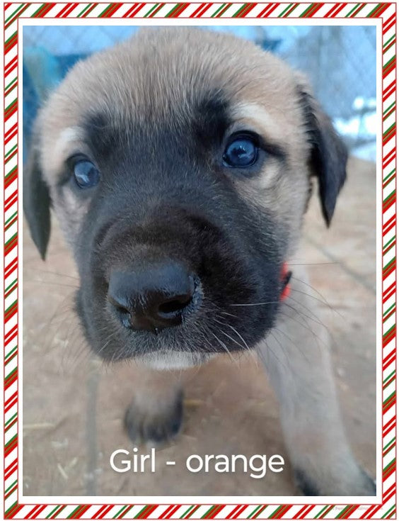 Great Pyrenees / Anatolian Shepherd Puppies