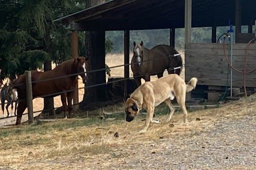 AKC Anatolian Shepherd Puppies