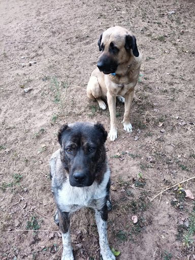 AKC Anatolian Shepherd Puppies