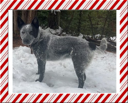 "Bluey" Female Blue Heeler