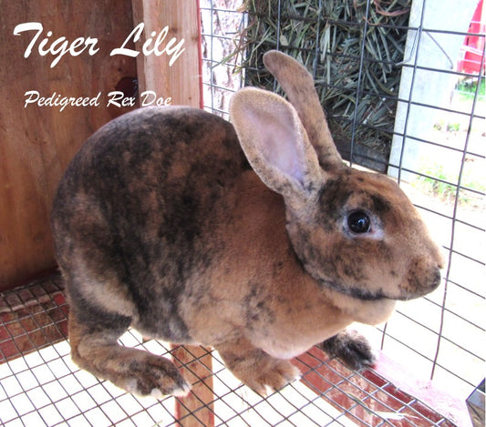 "Tiger Lily" - *Proven* Harlequin Purebred Rex Doe