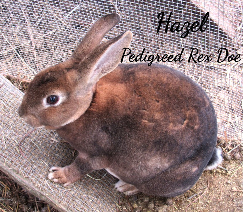 Purebred Rex Rabbits