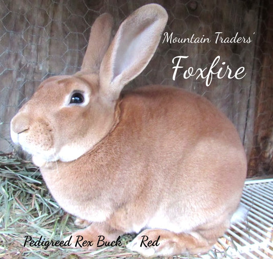 "Foxfire" - *Proven* Red Rex Buck