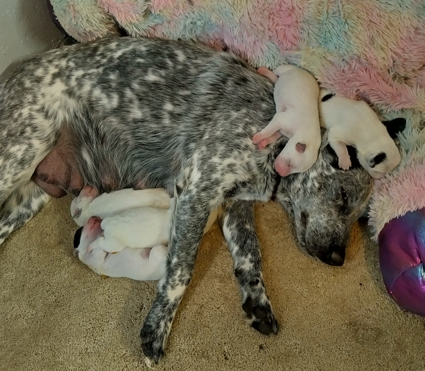 Purebred Blue Heeler Puppies