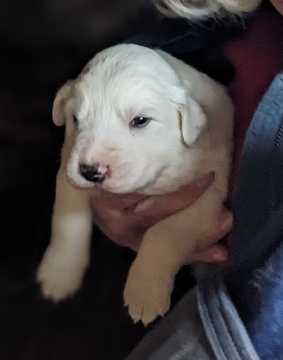 Purebred Great Pyrenees Puppies