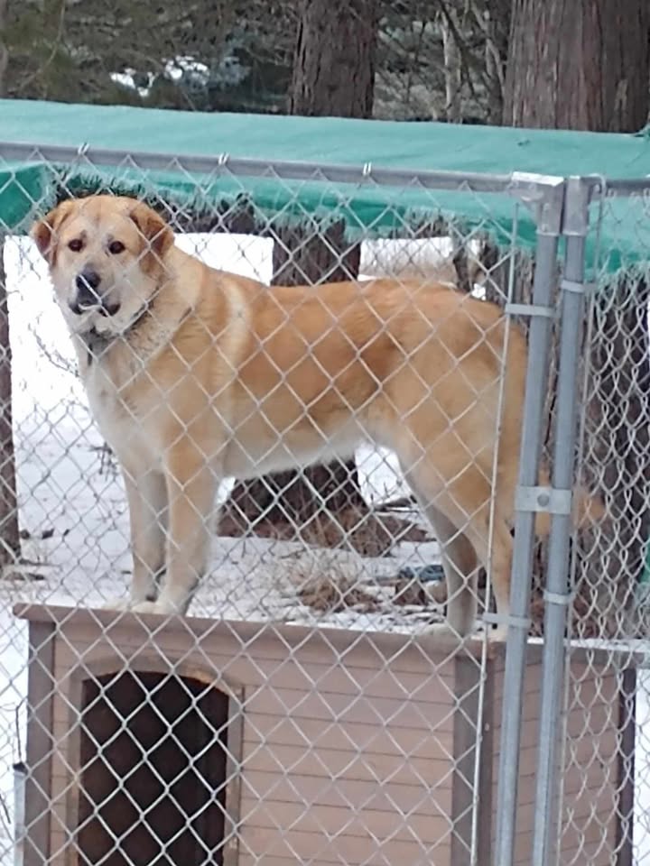 Great Pyrenees / Anatolian Shepherd Puppies