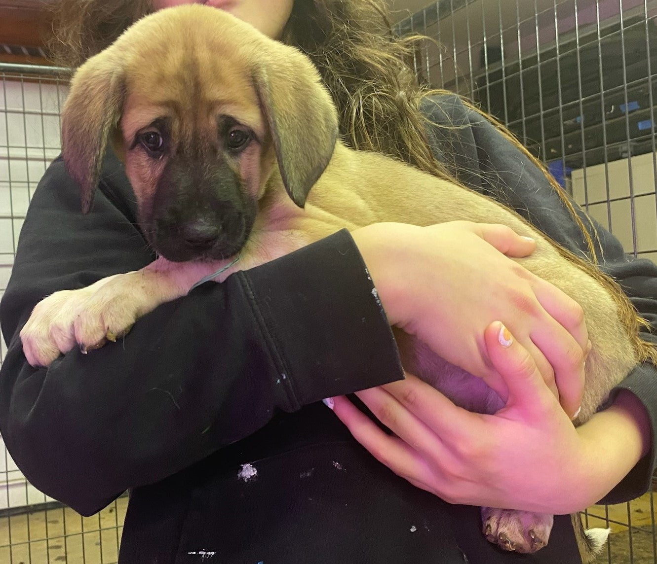 AKC Anatolian Shepherd Puppies