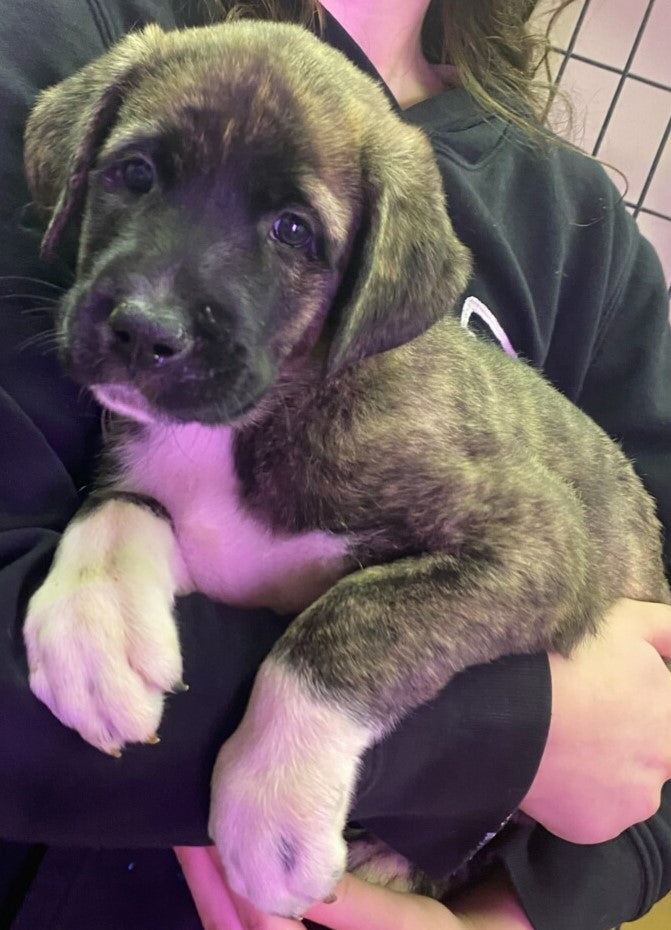 AKC Anatolian Shepherd Puppies