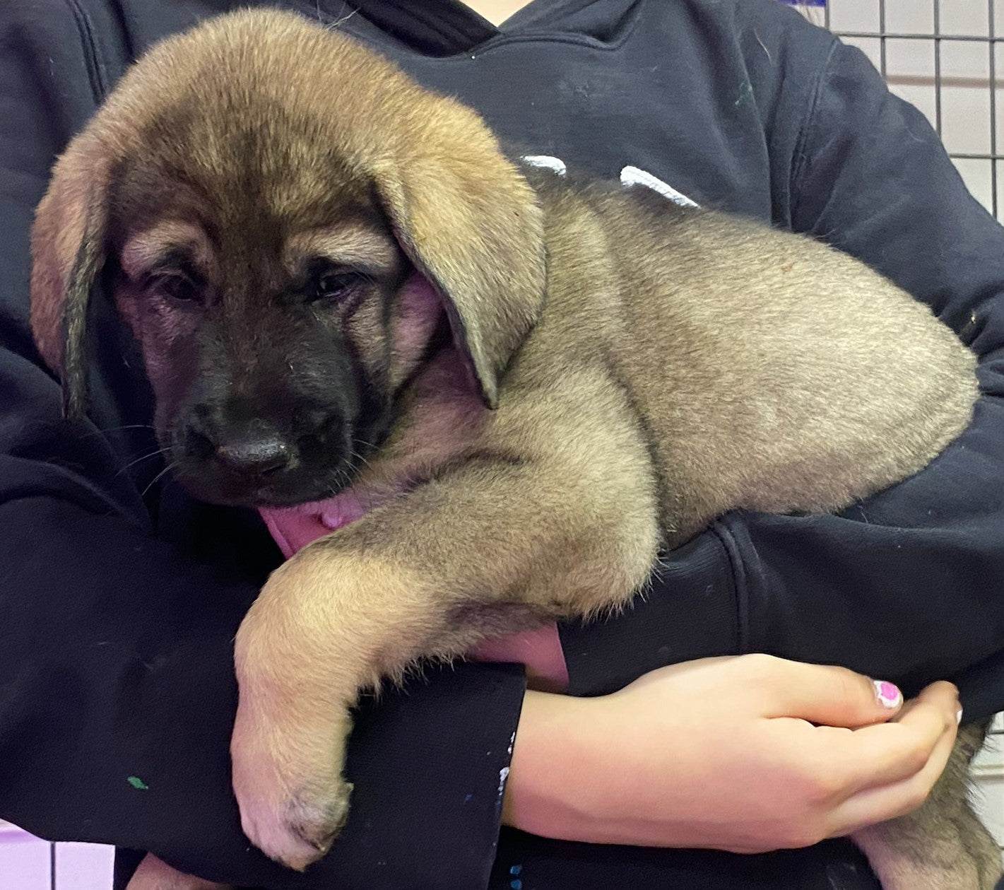 AKC Anatolian Shepherd Puppies