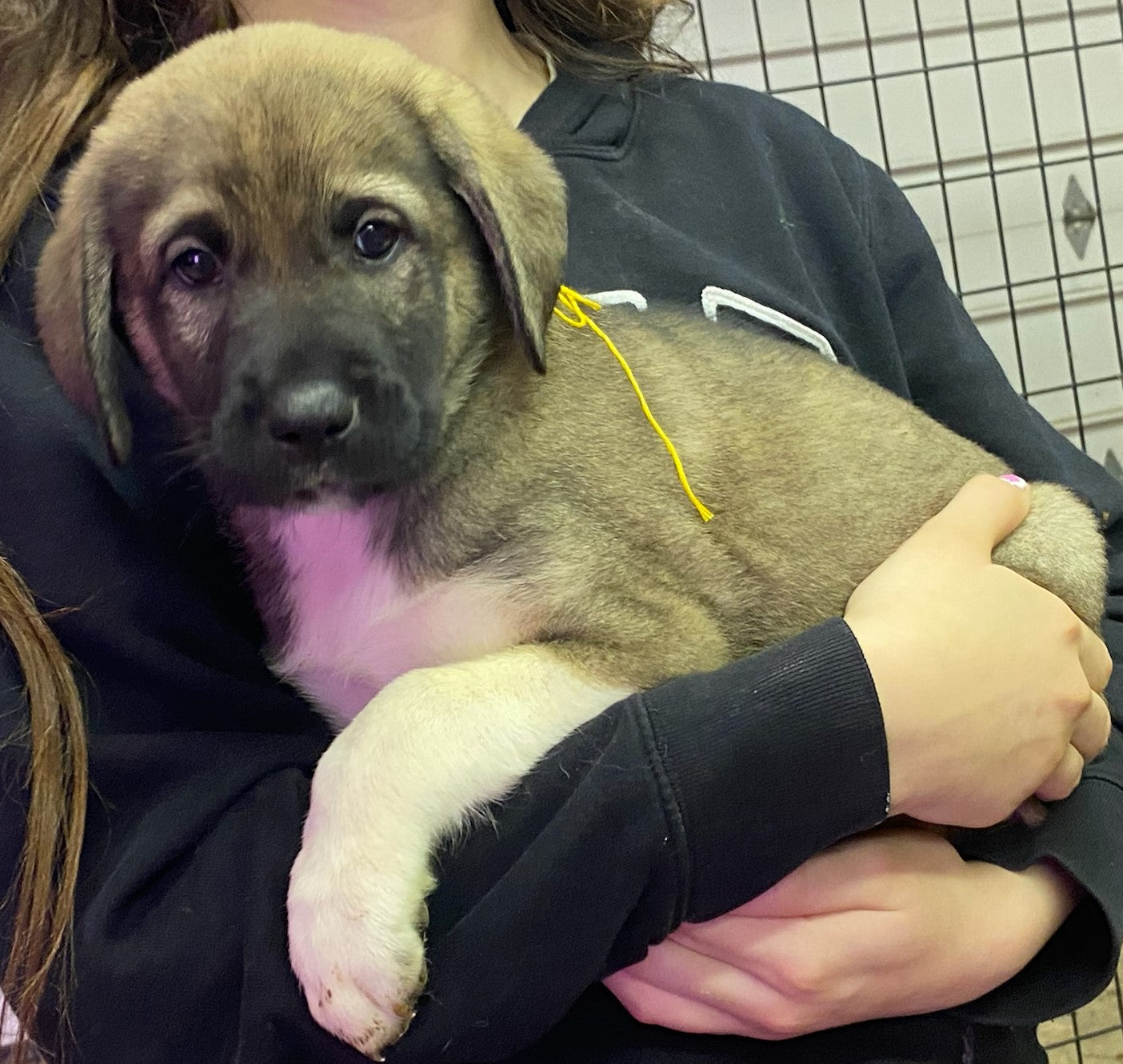 AKC Anatolian Shepherd Puppies