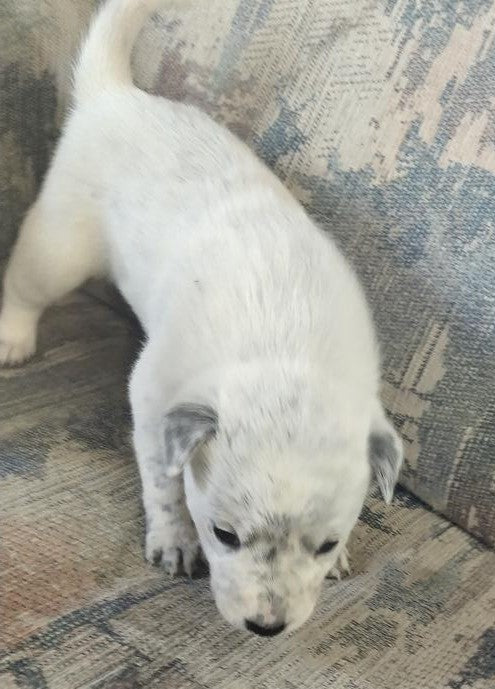 Purebred Blue Heeler Puppies