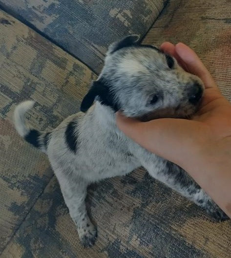 Purebred Blue Heeler Puppies