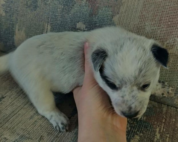 Purebred Blue Heeler Puppies