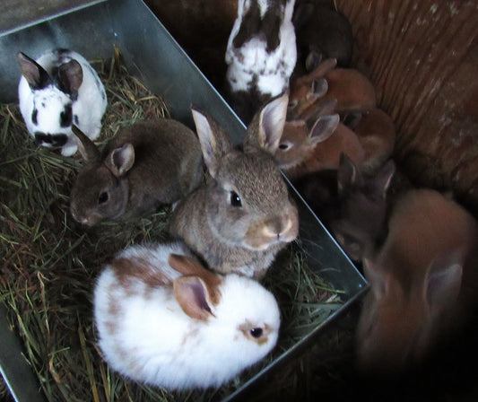 Purebred Rex Rabbits