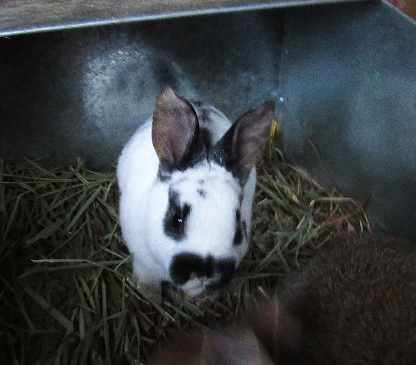 Rex / New Zealand Cross Rabbits