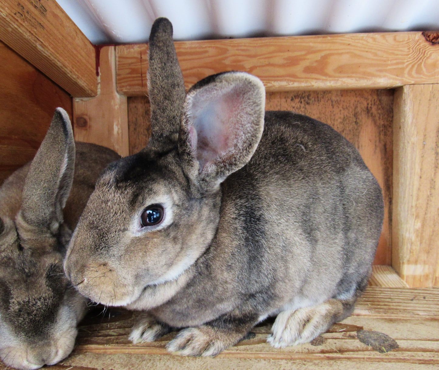 Purebred Rex Rabbits